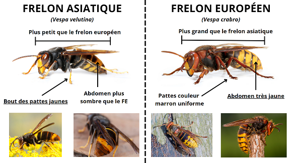 différences entre frelon asiatique et frelon européen